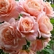 Роза 'Гейша' (флорибунда) (персиковая)