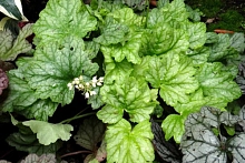 Гейхера гибридная 'Кира Грин Ти'