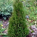 Туя западная 'Пирамидалис Компакта'