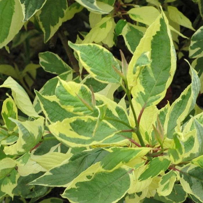 Дерен белый 'Крим Крекер'