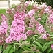 Буддлея Давида 'Пинк Делайт'