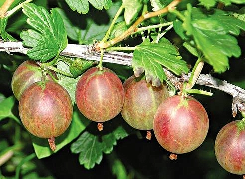 Крыжовник 'Нежный'