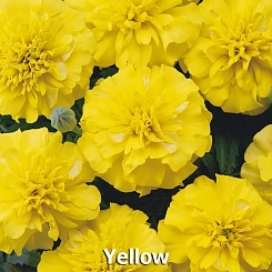 Тагетес (бархатцы) отклоненный 'Бонанза Йеллоу' (желтый)