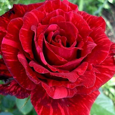 Роза 'Интуишн' (чайно-гибридная) (красная)