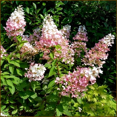 Гортензия метельчатая 'Конфетти'