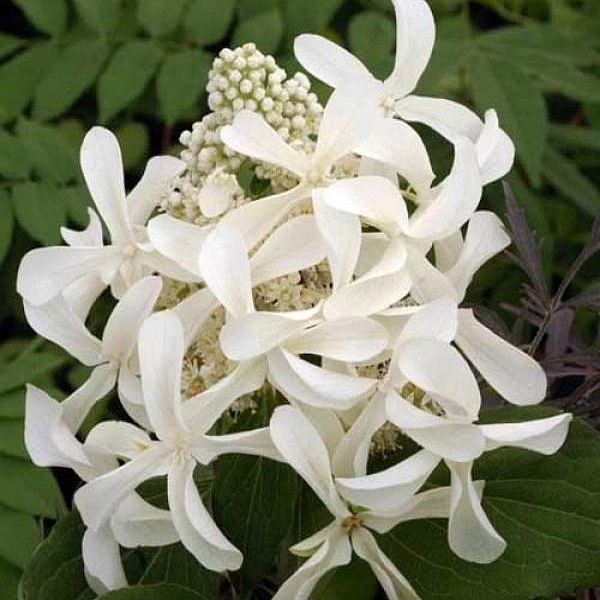 Гортензия метельчатая 'Грейт Стар'