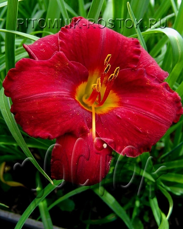 Лилейник гибридный 'Чикаго апач'