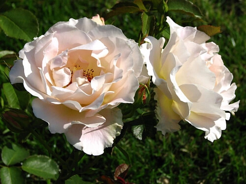 Роза 'Рококо' (шраб) (персиково - кремовая)