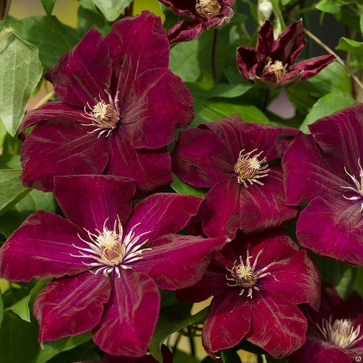 Клематис 'Руж Кардинал'