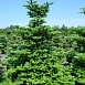 Пихта корейская 'Молли'