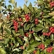 Боярышник сливолистный