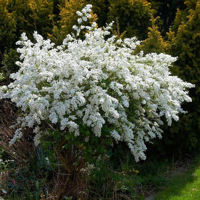 Экзохорда крупноцветковая 'Брайд'