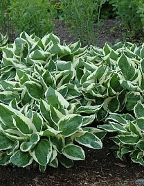 Хоста гибридная 'Minute Man'