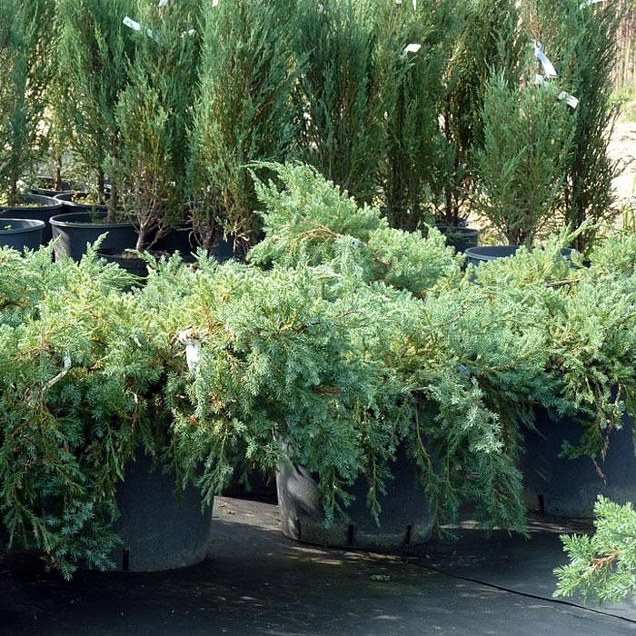 Можжевельник чешуйчатый 'Мейери'