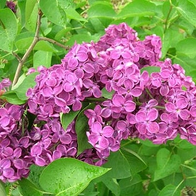 Сирень обыкновенная 'Веспер' (лилово - розовая)