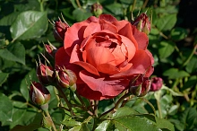 Роза 'Хот Чоколад' (флорибунда) (вишнево - красная)