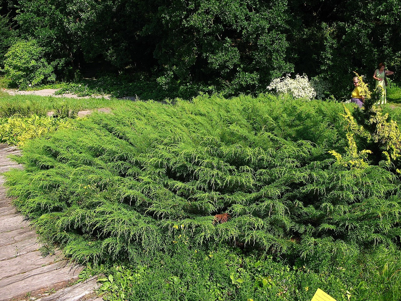 Микробиота перекрестнопарная