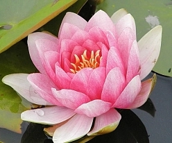 Кувшинка 'Фабиола' Кувшинка 'Фабиола'