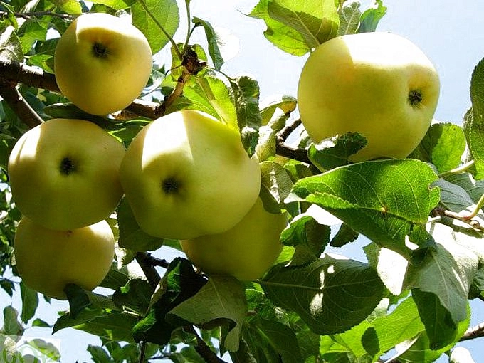 Яблоня домашняя 'Янтарь'