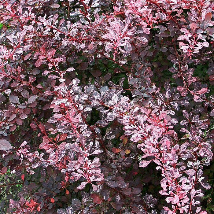 Барбарис Тунберга Роуз Глоу. Барбарис Тунберга розовый. Барбарис Тунберга с розовыми листьями. Барбарис декоративный Тунберга.