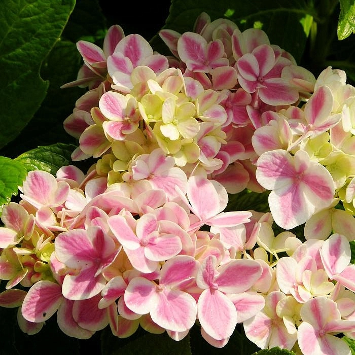 Гортензия крупнолистная 'Форевер энд Эвер Пепперминт'
