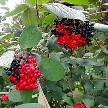 Калина гордовина