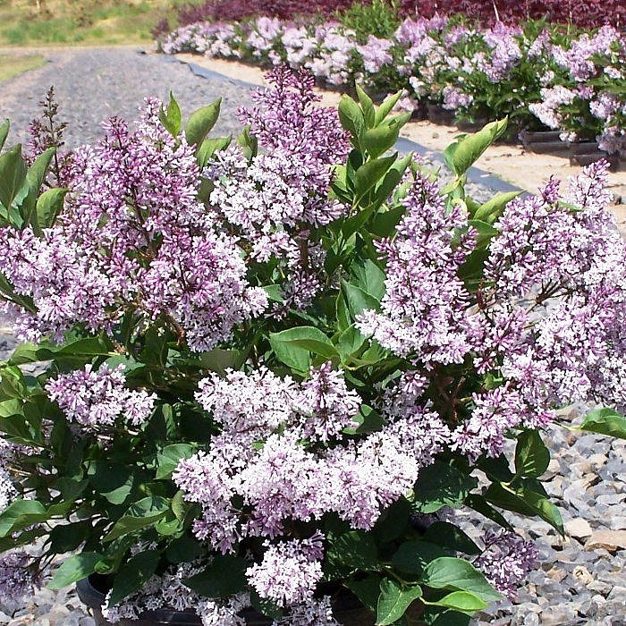 Сирень раскидистая 'Мисс Ким' (лилово-белая)