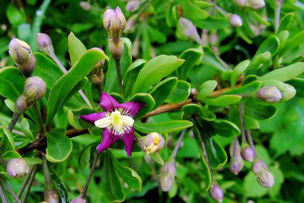 Дереза обыкновенная