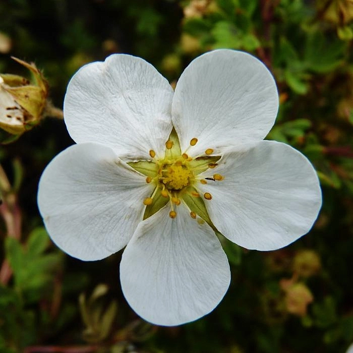 Лапчатка кустарниковая 'Абботсвуд'