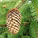Ель обыкновенная (европейская) 'Акрокона'