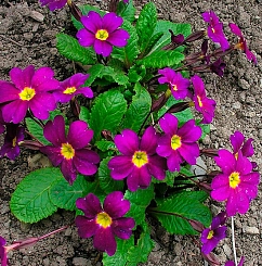 Примула Юлии 'Ванда'