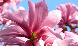 Магнолия 'Гелакси'