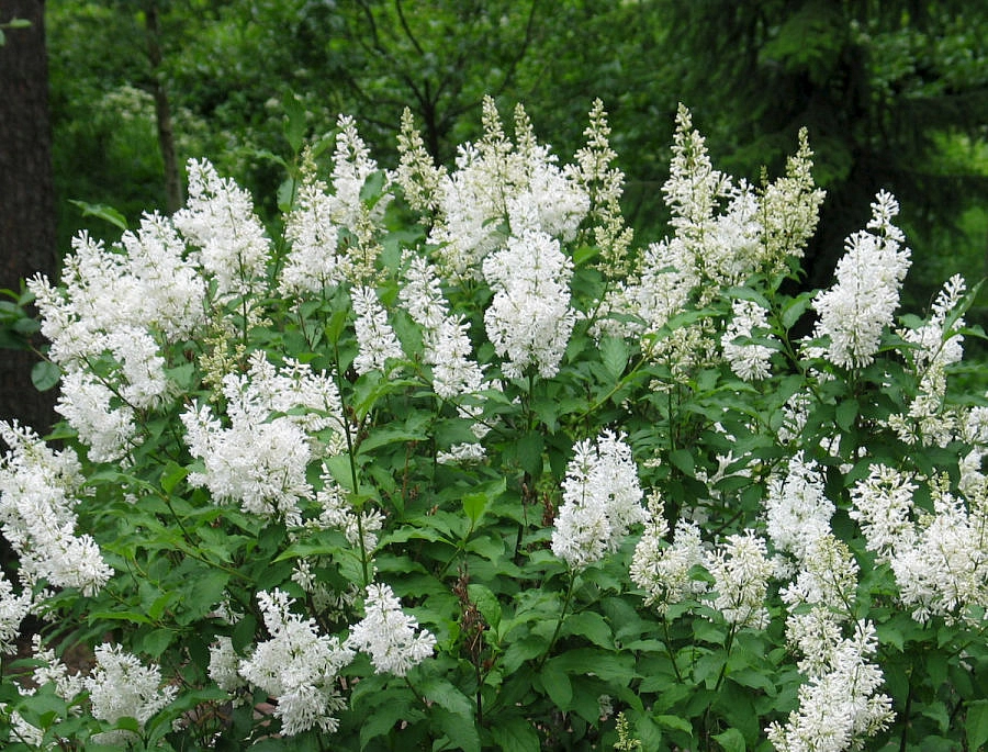 Сирень Генри 'Таммелан Каунотар' (белая)