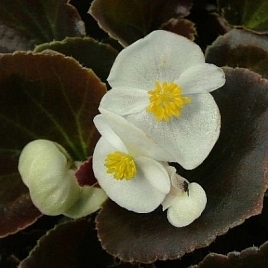 Бегония изящная 'Найтлайф Уайт'(белый)