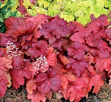 Гейхера гибридная 'Фаер Чиф'