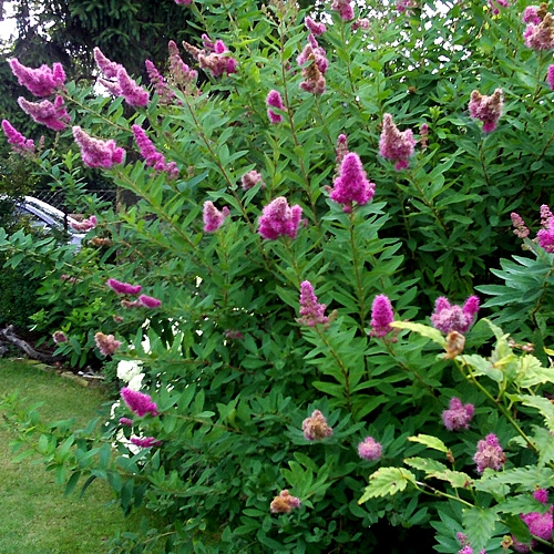 Спирея Билларда 'Триумфанс'