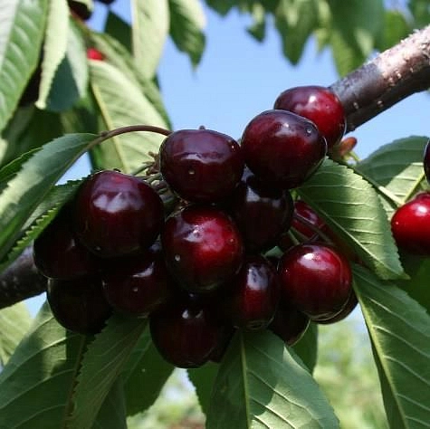 Черешня 'Мулатка'