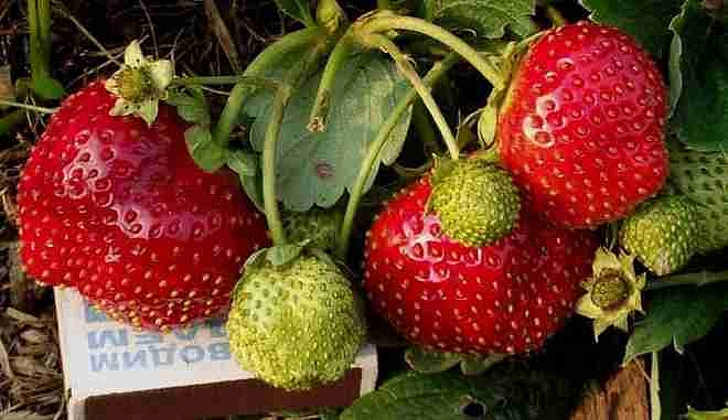 Земляника (клубника) 'Сашенька'