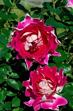 Роза 'Раффлс Пассион' (флорибунда) (розово - белая)