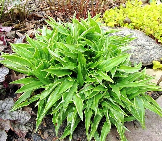 Хоста гибридная (вздутая, волнистая) 'Стилетто'