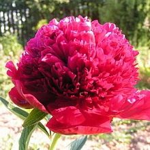 Пион молочноцветковый 'Рэд Монарх'  (винно - красный)