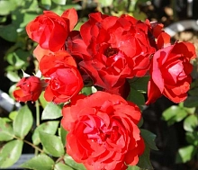 Роза 'Сатчмо' (флорибунда) (красная)