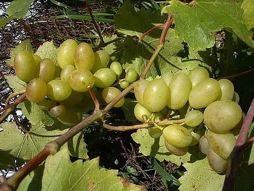 Виноград 'Бороновский'