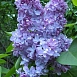Сирень обыкновенная 'Андрей Громов' (голубовато-сиреневые)