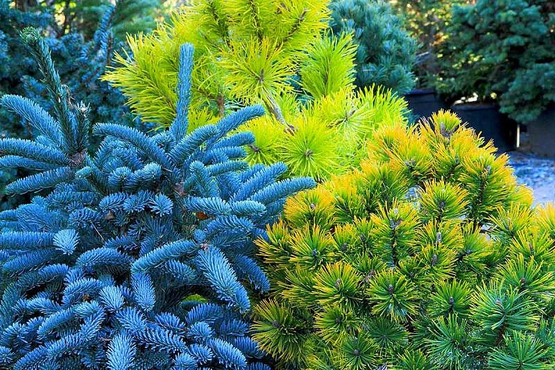 Фунгицид Комплект для защиты Хвойных растений