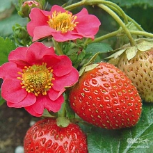 Земляника (клубника) 'Всемирный Дебют'