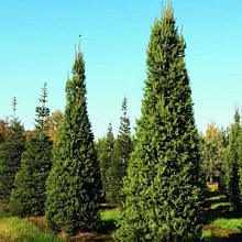 Ель обыкновенная (европейская) 'Колумнарис'