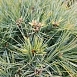 Сосна веймутова 'Минима'