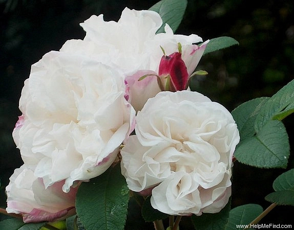 Роза 'Луиза Багнет' (парковая) (белая)