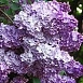 Сирень обыкновенная 'Мечта' (сине -лиловая)